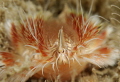   Hairy Fireworm  
